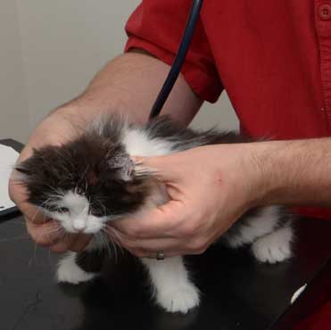 sibirisk kattunge Artemis