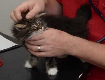 sibirisk kattunge Achilles
