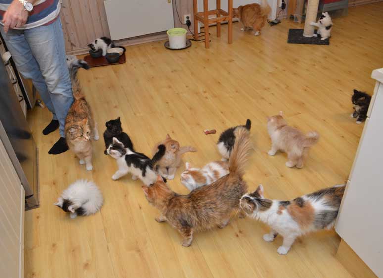 sibirisk katt