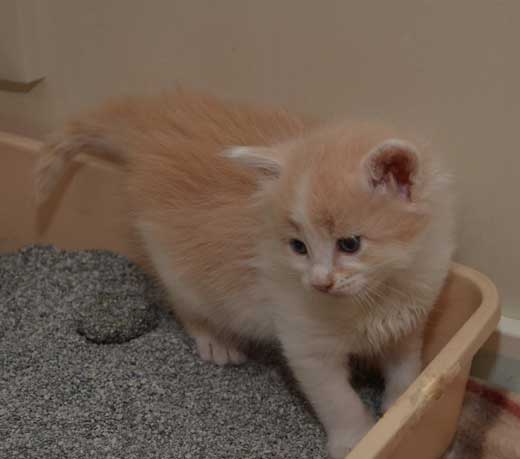 sibirisk kattunge Bilbo