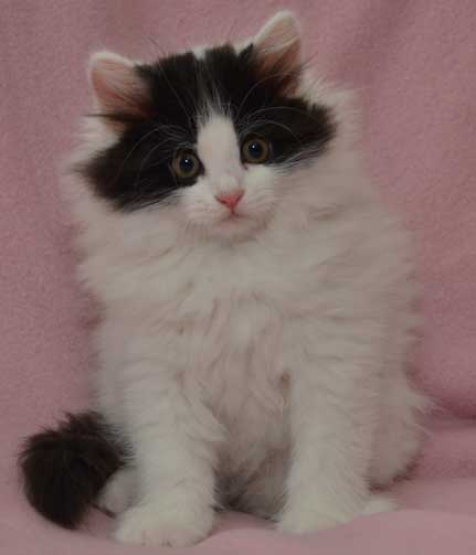 sibirisk kattunge Atric