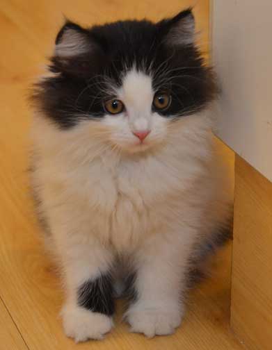 sibirisk kattunge Artemis
