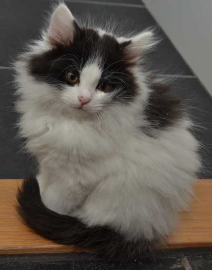 sibirisk kattunge Atric