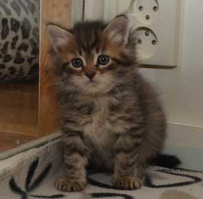 sibirisk kattunge Black