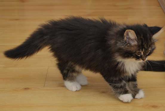 sibirisk kattunge Achilles
