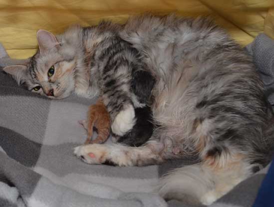 sibirisk kattungar Dd-kull