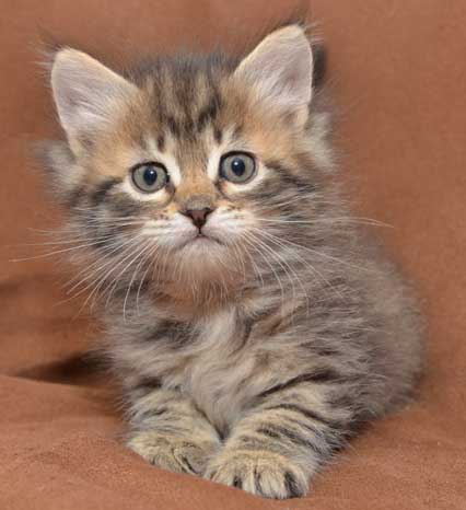 sibirisk kattunge Black