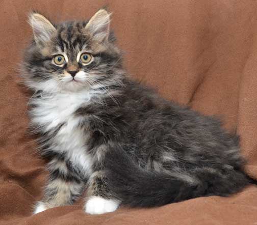 sibirisk kattunge Achilles
