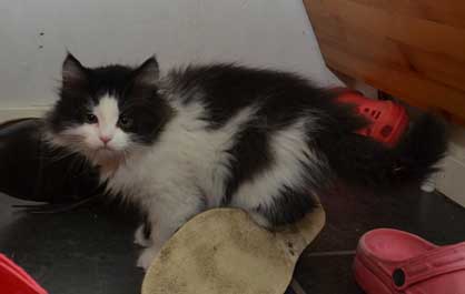 sibirisk kattunge Artemis