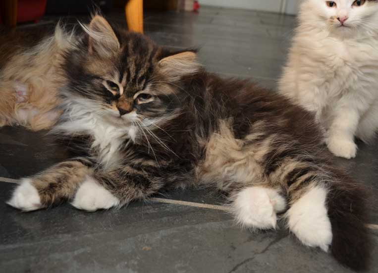 sibirisk kattunge Achilles