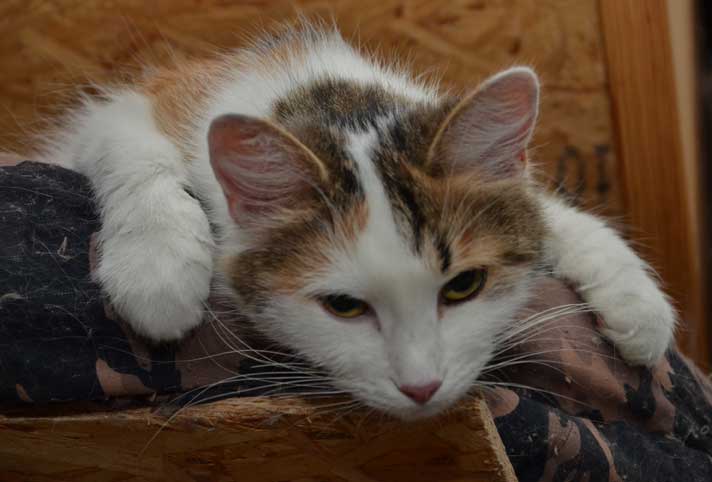 sibirisk katt Tracie