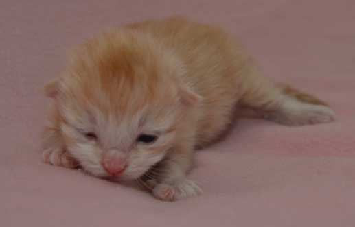 sibirisk kattunge Diablo