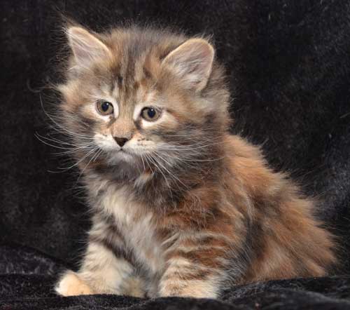 sibirisk kattunge Belinda