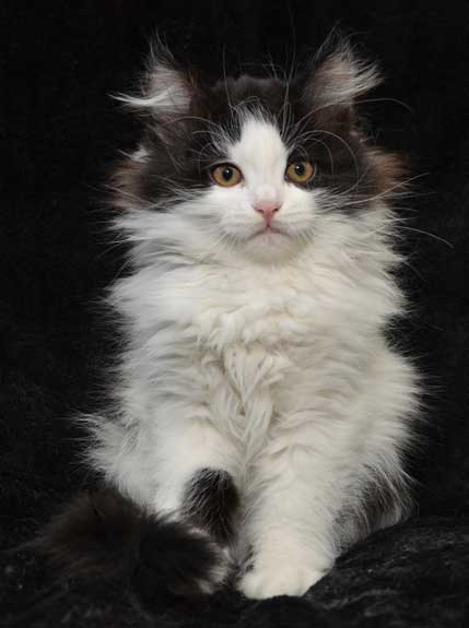 sibirisk kattunge Artemis