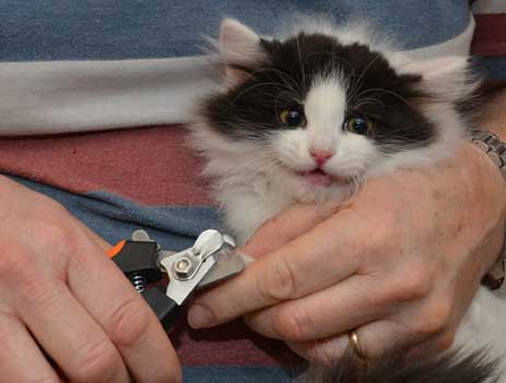 sibirisk kattunge Atric