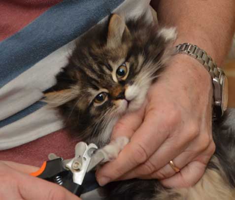 sibirisk kattunge Achilles