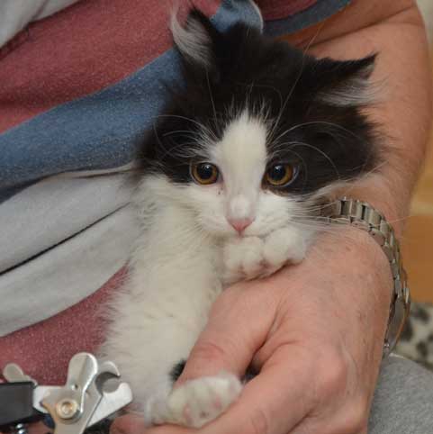 sibirisk kattunge Artemis