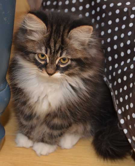 sibirisk kattunge Achilles
