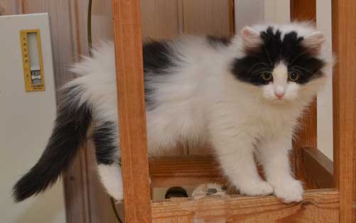 sibirisk kattunge Atric
