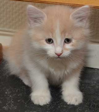 sibirisk kattunge Bilbo