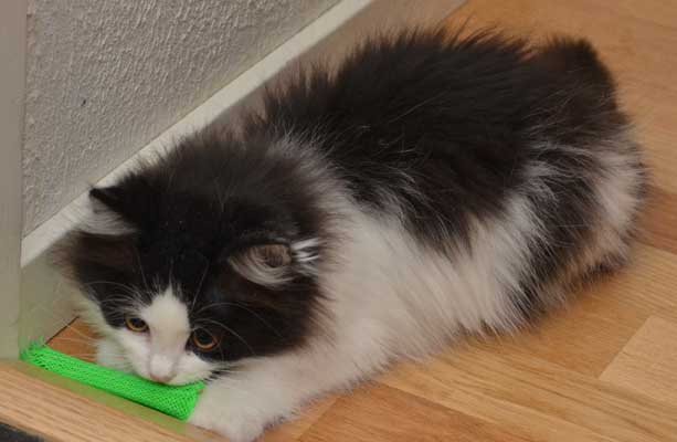 sibirisk kattunge Artemis