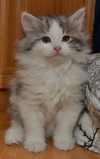 sibirisk kattunge Bennett