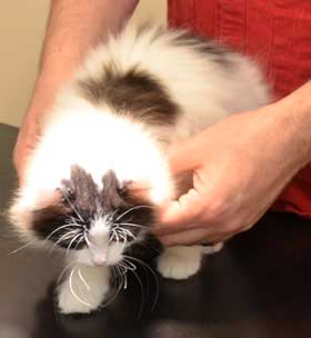 sibirisk kattunge Atric