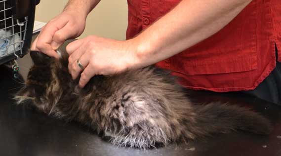 sibirisk kattunge Achilles