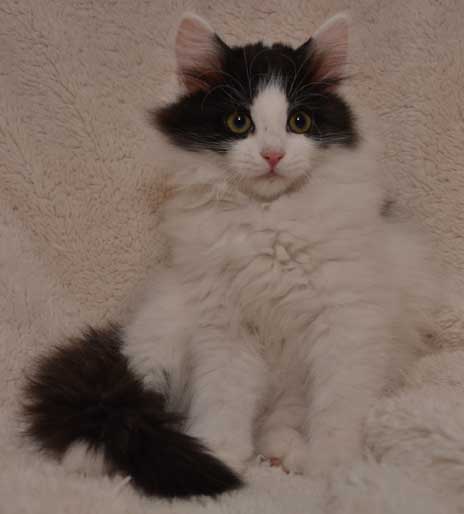 sibirisk kattunge Atric