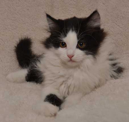 sibirisk kattunge Artemis
