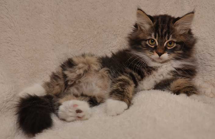 sibirisk kattunge Achilles