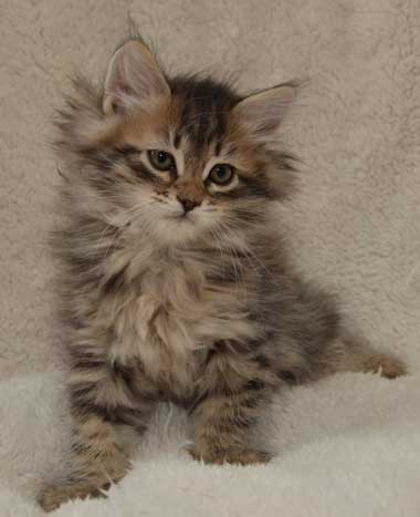 sibirisk kattunge Black