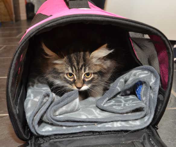sibirisk kattunge Achilles