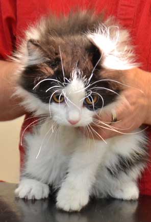 sibirisk kattunge Artemis