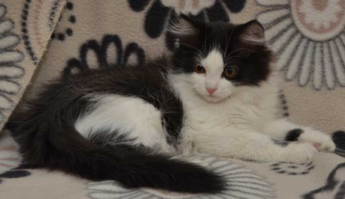 sibirisk kattunge Artemis