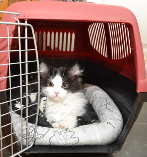 sibirisk kattunge Artemis