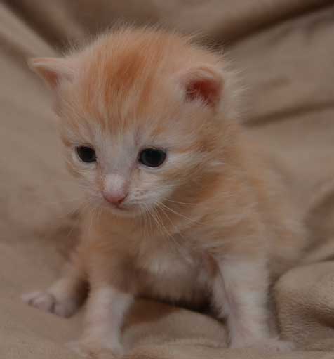 sibirisk kattunge Diablo