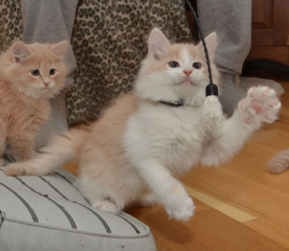 sibirisk kattunge Bilbo