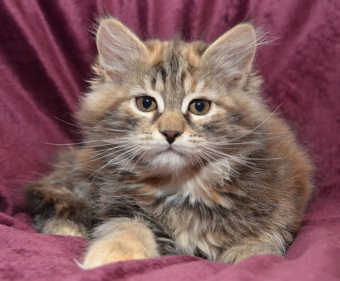 sibirisk kattunge Belinda
