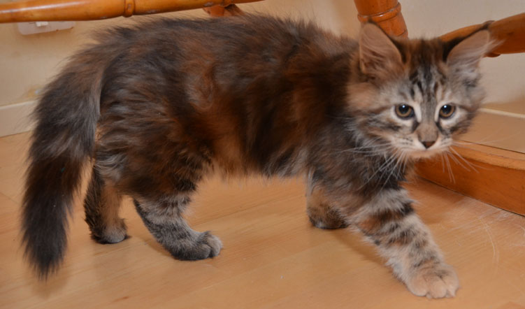 sibirisk kattunge Belinda