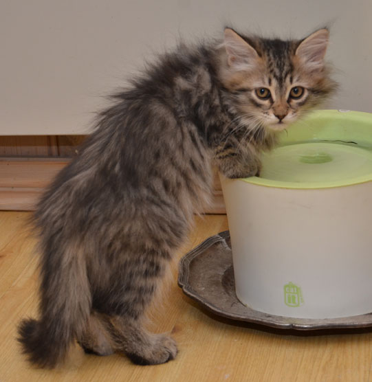 sibirisk kattunge Black