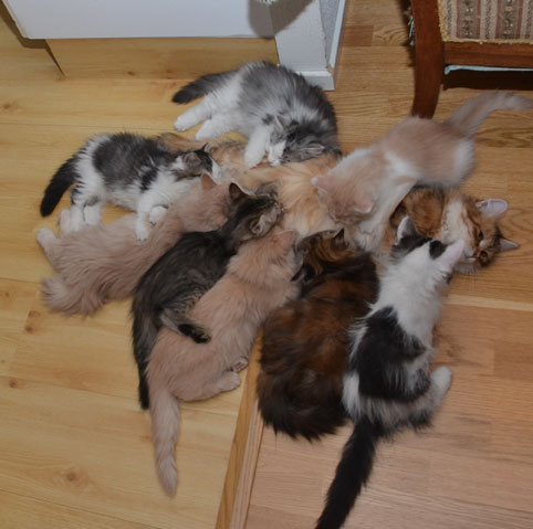 sibirisk katt Bb-kull