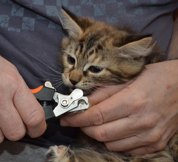 sibirisk kattunge Belinda