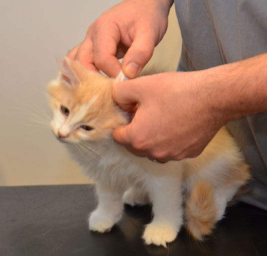 sibirisk kattunge Bilbo