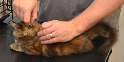 sibirisk kattunge Belinda