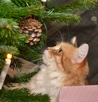 sibirisk katt Uni