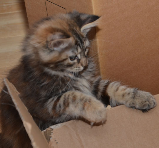 sibirisk kattunge Belinda