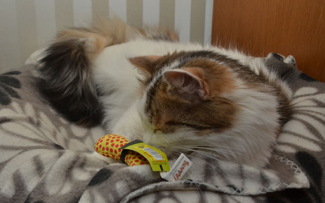 sibirisk katt Tracie