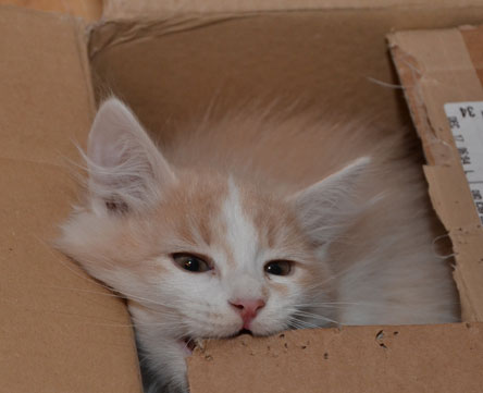 sibirisk kattungar Bilbo