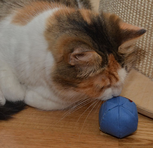 sibirisk katt Colbie